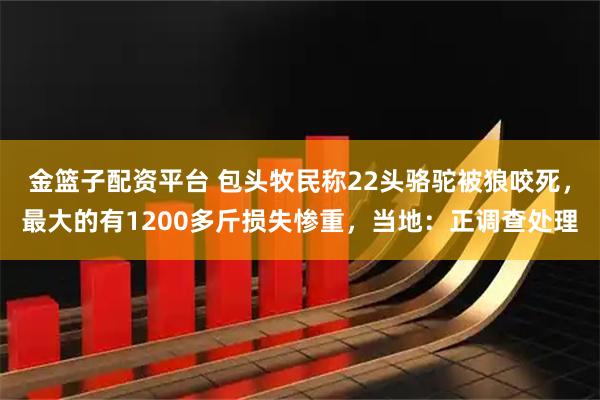 金篮子配资平台 包头牧民称22头骆驼被狼咬死，最大的有1200多斤损失惨重，当地：正调查处理